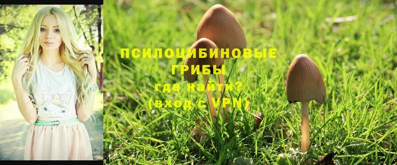 как найти наркотики  Красноперекопск  omg сайт  Галлюциногенные грибы MAGIC MUSHROOMS 